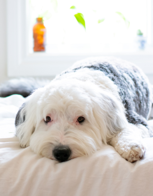 black and white mini sheepadoodle on bed